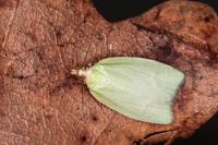 Tortrix viridana