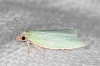 Tortrix viridana