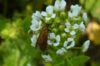 Cauchas rufimitrella