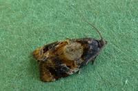 Ditula angustiorana