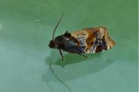 Ditula angustiorana