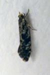 Nemapogon granellus