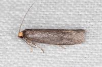 Agnoea
