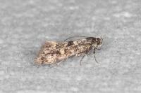 Denisia lutea