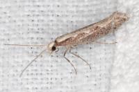 Plutella xylostella