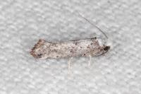 Paraswammerdamia albicapitella