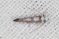 Paraswammerdamia albicapitella