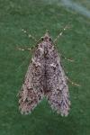 Diurnea fagella
