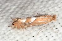 Phyllonorycter endryella