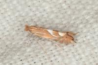 Phyllonorycter endryella