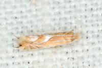 Phyllonorycter endryella