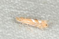 Phyllonorycter endryella