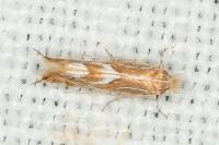 Phyllonorycter endryella