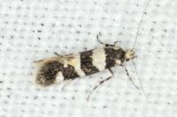 Denisia albimaculea