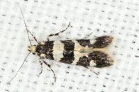 Denisia albimaculea
