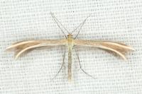 Merrifieldia leucodactyla