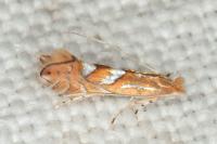 Phyllonorycter belotella