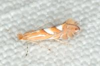Phyllonorycter belotella