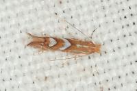 Phyllonorycter belotella