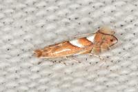 Phyllonorycter belotella