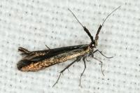 Coleophora aleramica