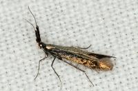 Coleophora aleramica
