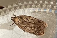 Depressaria