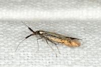 Coleophora aleramica