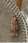 Depressaria