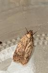 Depressaria