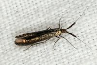 Coleophora aleramica