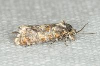 Aethes margarotana
