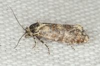 Aethes margarotana