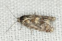 Aethes margarotana