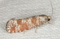 Rhyacionia maritimana