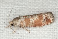 Rhyacionia maritimana