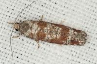Rhyacionia maritimana