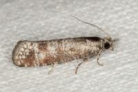 Rhyacionia maritimana