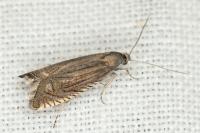 Grapholita caecana