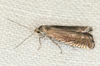 Grapholita caecana