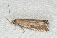 Grapholita caecana