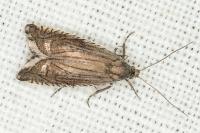 Grapholita caecana