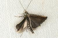 Grapholita caecana