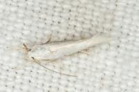 Elachista nuraghella