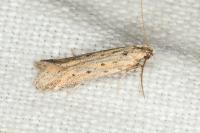 Metzneria hilarella