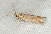 Metzneria hilarella