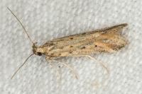 Metzneria hilarella