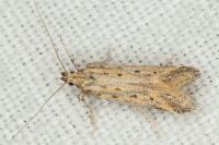 Metzneria hilarella