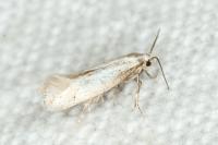 Elachista gormella