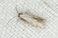 Elachista gormella